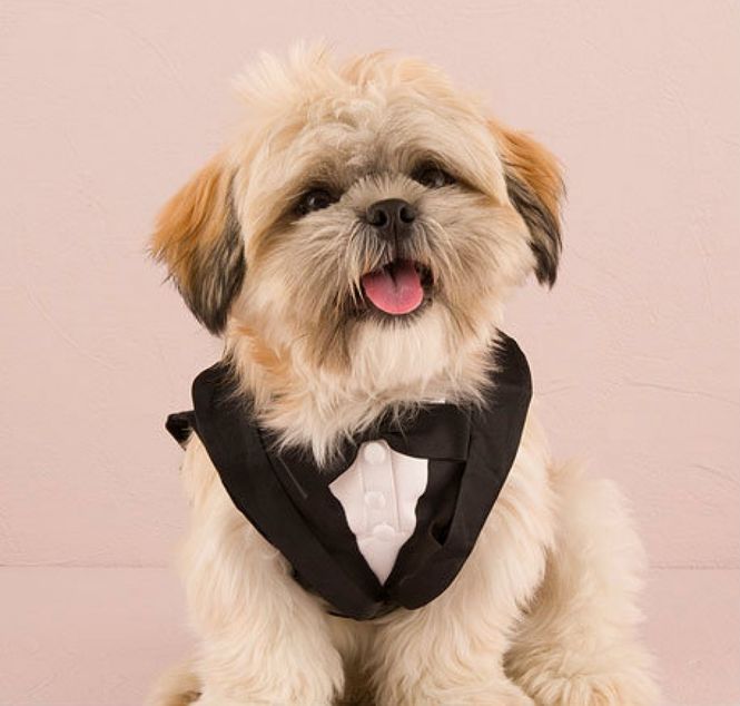 Hovedbilde Hunde Tux