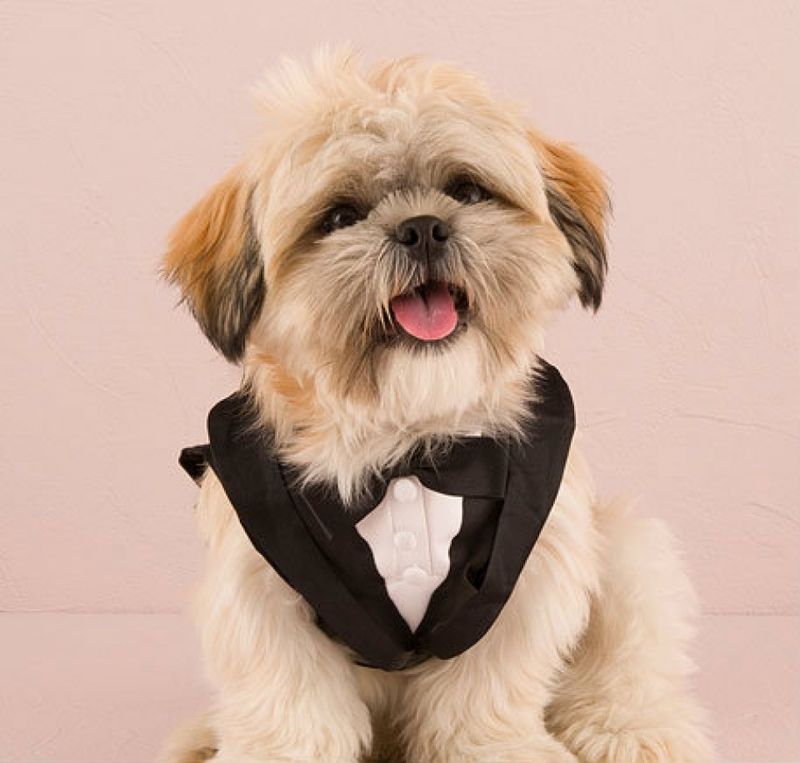 Hunde Tux